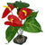 Komodo Anthurium Bush Plant with Gravel Base - 1 count