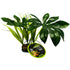 Komodo Jungle Canopy Terrarium Plant - 1 count