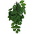 Komodo Grean Leaf Hanging Vine Terrarium Plant - Small - 1 count