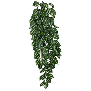 Komodo Two-Tone Hanging Vine Terrarium Plant - Large - 1 count