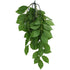 Komodo Grean Leaf Hanging Vine Terrarium Plant - Large - 1 count