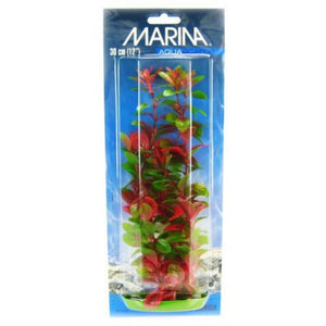 Marina Red Ludwigia Plant - 12" Tall