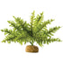 Exo Terra Boston Fern Terrarium Plant - Small - 1 count