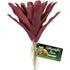 Zoo Med Naturalistic Flora Fireball Bromeliad - 1 count