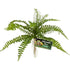 Zoo Med Naturalistic Flora Sword Fern - 1 count