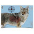 Birchwood Casey 3-Pack Pregame 16.5"x24" Coyote Target