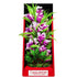 Aquatop Vibrant Garden Aquarium Plant Violet - 10" tall