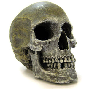 Blue Ribbon Human Skull Ornament - 7.5"L x 5"W x 6"H