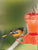More Birds Oriole Feeder, Three Feeding Ports, Orange, 34-Ounce Capacity