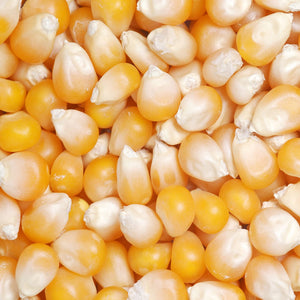 4102 Great Northern Popcorn Gourmet Mushroom Popcorn Bulk Bag Premium Grade, 50 Pound