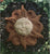 Pine Tree Farms PTF1362 Sun Wreath