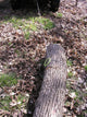 Timber Tuff TMW-38 Log Choker Cable