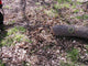 Timber Tuff TMW-38 Log Choker Cable